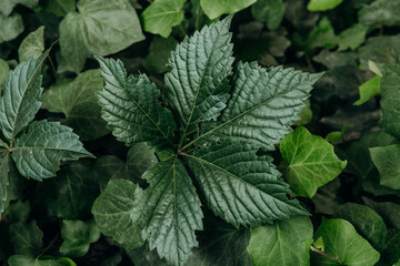 Parthenocissus quinquefolia leaf close-up for concepts of structure, pattern and leaf detail
