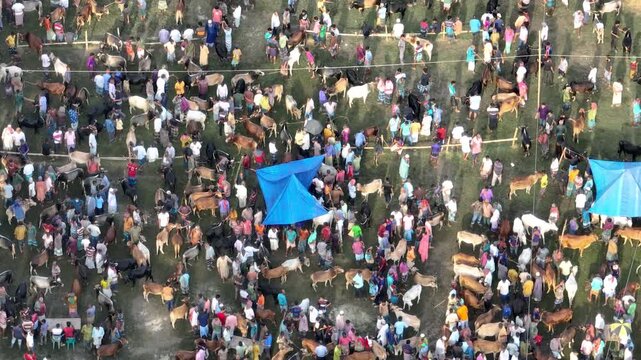 Bogura, Bangladesh - 23 August 2025: Aerial view of a bustling cattle market, alive with vibrant colors and textures as people trade livestock.