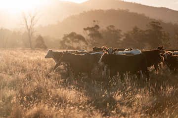 Beef Angus and Wagyu cows grazing in a field in a dry summer. Cow Herd on a farm practicing...