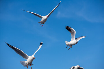 Seagulls flying on the beautiful blue sky, some chasing after food to eat at Bangpu, Samutprakarn in Thailand.