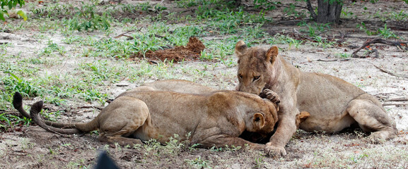 Lions on a kill in the Okavango delta