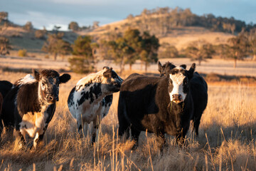 Beef Angus and Wagyu cows grazing in a field in a dry summer. Cow Herd on a farm practicing regenerative agriculture on a farming landscape. Fat Cattle at dusk