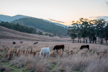 Beef Angus and Wagyu cows grazing in a field in a dry summer. Cow Herd on a farm practicing regenerative agriculture on a farming landscape. Fat Cattle at dusk