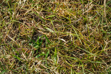 A close-up showcases the intricate details of vibrant green grass intermingled with dry, golden blades, capturing a natural and textured ground cover suitable for various design needs.