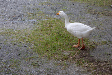 close-up of a white goose with an orange beak, head down, foraging on the ground for food.