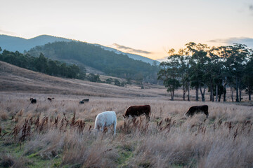 Beef Angus and Wagyu cows grazing in a field in a dry summer. Cow Herd on a farm practicing regenerative agriculture on a farming landscape. Fat Cattle at dusk