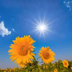 Obraz premium closeup heap of sunflower flowers under a sparkle sun, summer agricultural scene