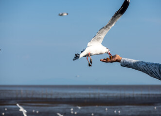 Seagull flying in the sky, chasing after food feeding by local people along the sea shore area.