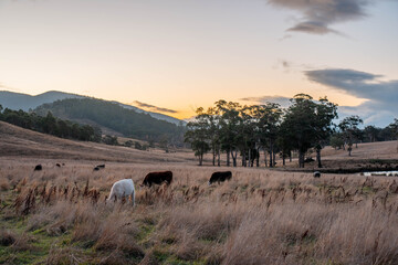 Beef Angus and Wagyu cows grazing in a field in a dry summer. Cow Herd on a farm practicing regenerative agriculture on a farming landscape. Fat Cattle at dusk