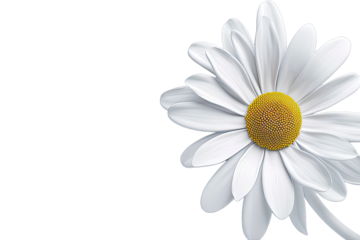 Close-up of a white daisy