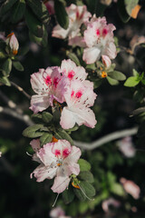 Light pink Blooming Azalea Flowers in a Greenhouse