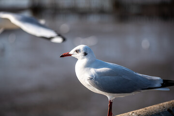 Seagulls standing on the rail, prepare to take off into the sea shore area or resting on the ramp.