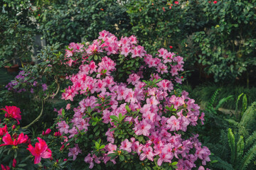 Obraz premium Bright pink azalia flowers blooming