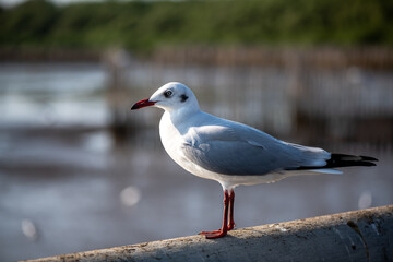 Seagulls standing on the rail, prepare to take off into the sea shore area or resting on the ramp.