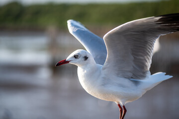 Seagulls standing on the rail, prepare to take off into the sea shore area or resting on the ramp.