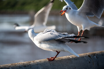 Fototapeta premium Seagulls standing on the rail, prepare to take off into the sea shore area or resting on the ramp.