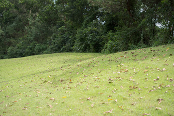 A grassland covered in fallen leaves