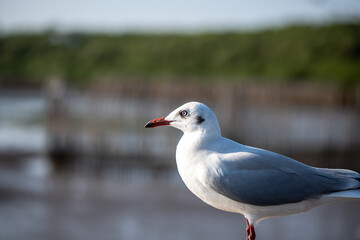 Seagulls standing on the rail, prepare to take off into the sea shore area or resting on the ramp.