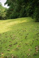 A grassland covered in fallen leaves