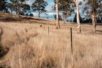 female farmer fencing on a farm reeling a electric fence a farm putting up a steel post fence with...