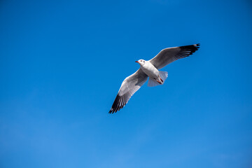 Seagulls flying on the beautiful blue sky, some chasing after food to eat at Bangpu, Samutprakarn in Thailand.