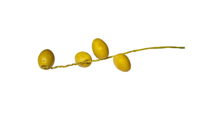 A bunch of yellow  un-ripen dates on Transparent background.