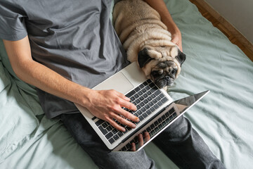 Man on bed working on laptop. Pug lying nearby. Concept of online work or home office