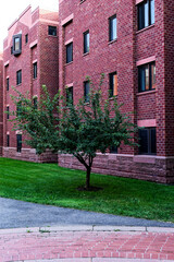 Tree Standing Tall in Front of Modern Brick Apartments