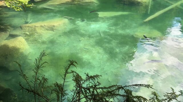Crystal-clear Blausee lake in Switzerland, where the water is so transparent you can see fish swimming below. Pristine alpine nature, peaceful atmosphere, and stunning natural beauty. Kandergrund 