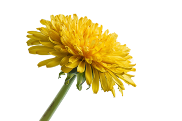 Vibrant Yellow Dandelion Flower on Black Background,