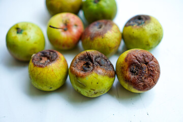 A collection of decaying apples displayed on a white surface, showcasing natural decomposition. The focus is on the aging process and imperfect organic forms against a clean, bright background.