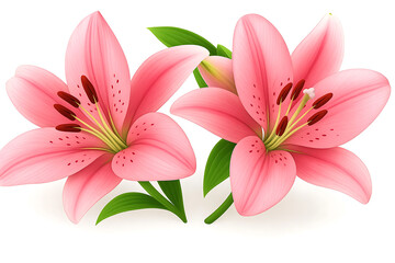 Fototapeta premium Two pink lily flowers Isolated on white background