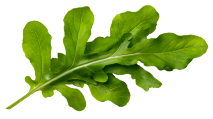 Fresh Green Arugula Leaf Isolated on Black Background