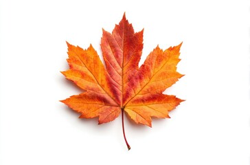 Fototapeta premium FALL SEASON
