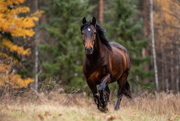 Fototapeta premium FALL SEASON