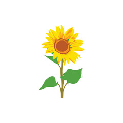Bright yellow sunflower vector with green leaves isolated on a white background. Perfect for nature, floral design, summer, gardening, agriculture, decoration, and botany themes.