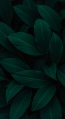 Obraz premium Dark Green Tropical Plant Leaves Background, Lush Foliage Texture Close-up, Natural Verdant Leaf Pattern, Organic Botanical Abstract