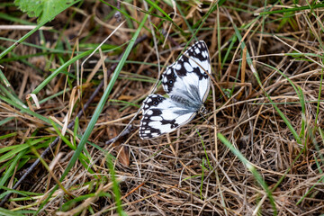 black swallowtail butterfly