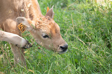 calf in the meadow