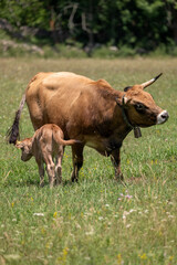 cow and calf