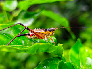 Vibrant cricket resting on lush green leaf in a natural habitat, exploring nature's wonders