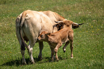 cow and calf