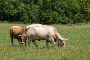 cows in the field