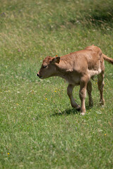 cow and calf