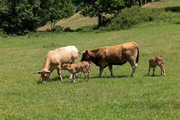 horses on pasture