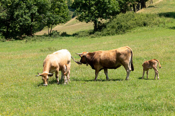 cows on pasture