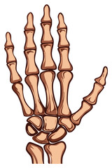 Human hand skeleton anatomical diagram illustration in brown tones