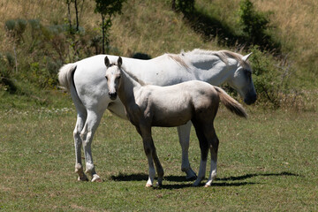 horse and foal