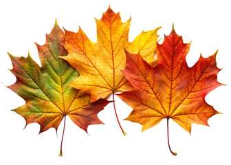 Vibrant maple leaves display autumn colors against a stark black background
