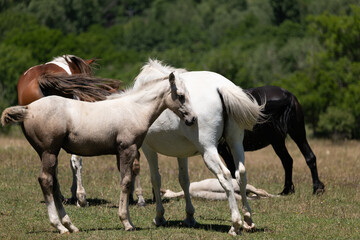 Obraz premium two horses grazing in a field
